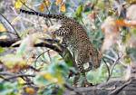 Female Leopard